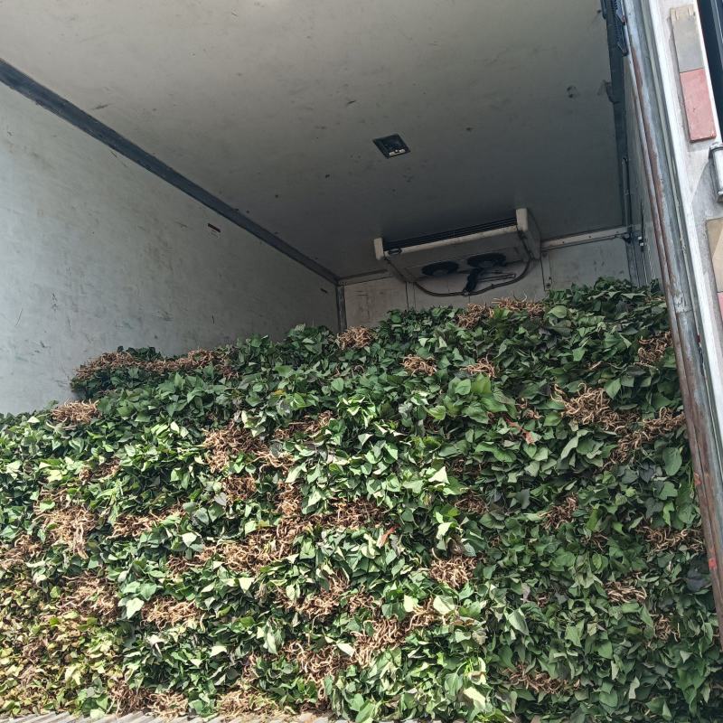 红薯苗育苗基地红薯苗批发红薯苗产地直销