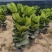 琴叶榕花卉盆景观叶植物琴叶榕庭园观赏绿植