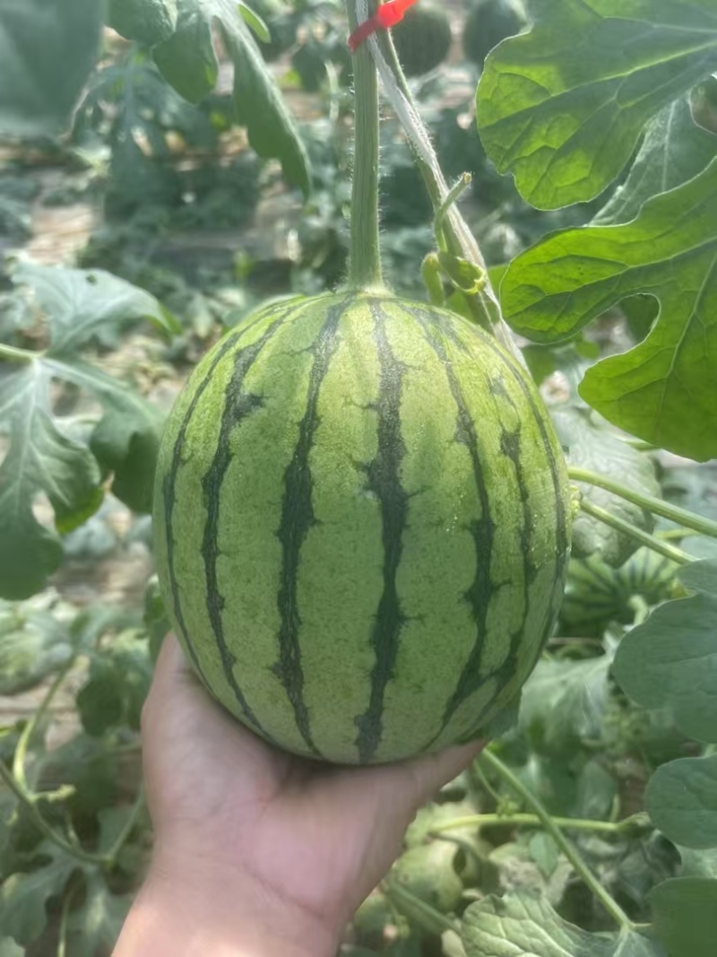 小糖丸西瓜