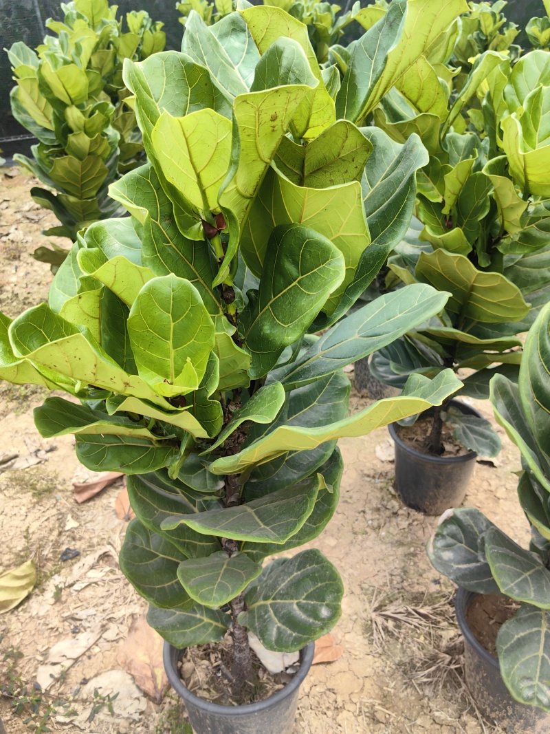 琴叶榕花卉盆景观叶植物琴叶榕庭园观赏绿植