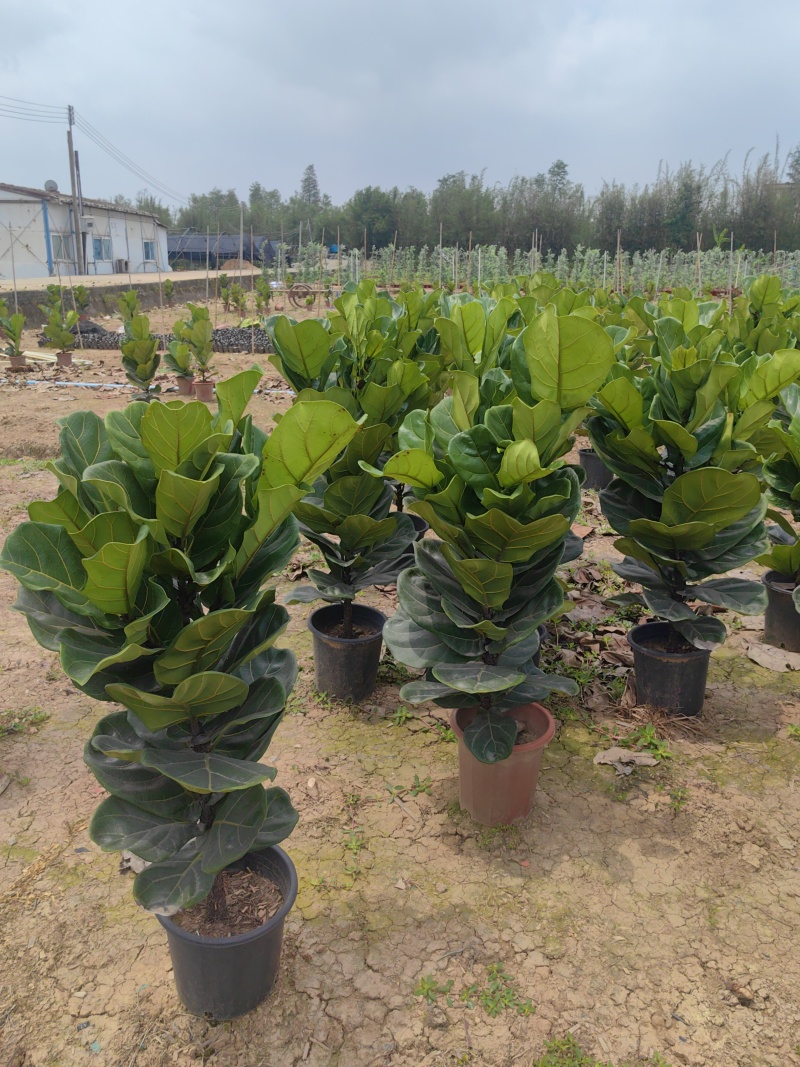 琴叶榕花卉盆景观叶植物琴叶榕庭园观赏绿植