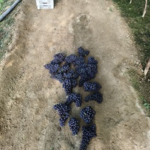 温室玫瑰香葡萄大量上市