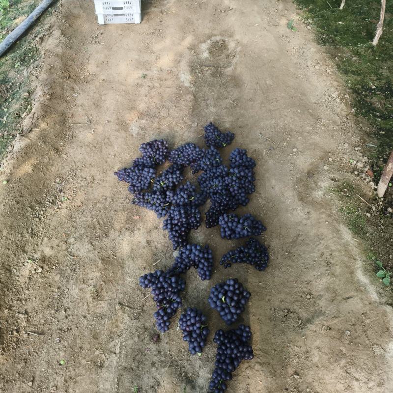 温室玫瑰香葡萄大量上市