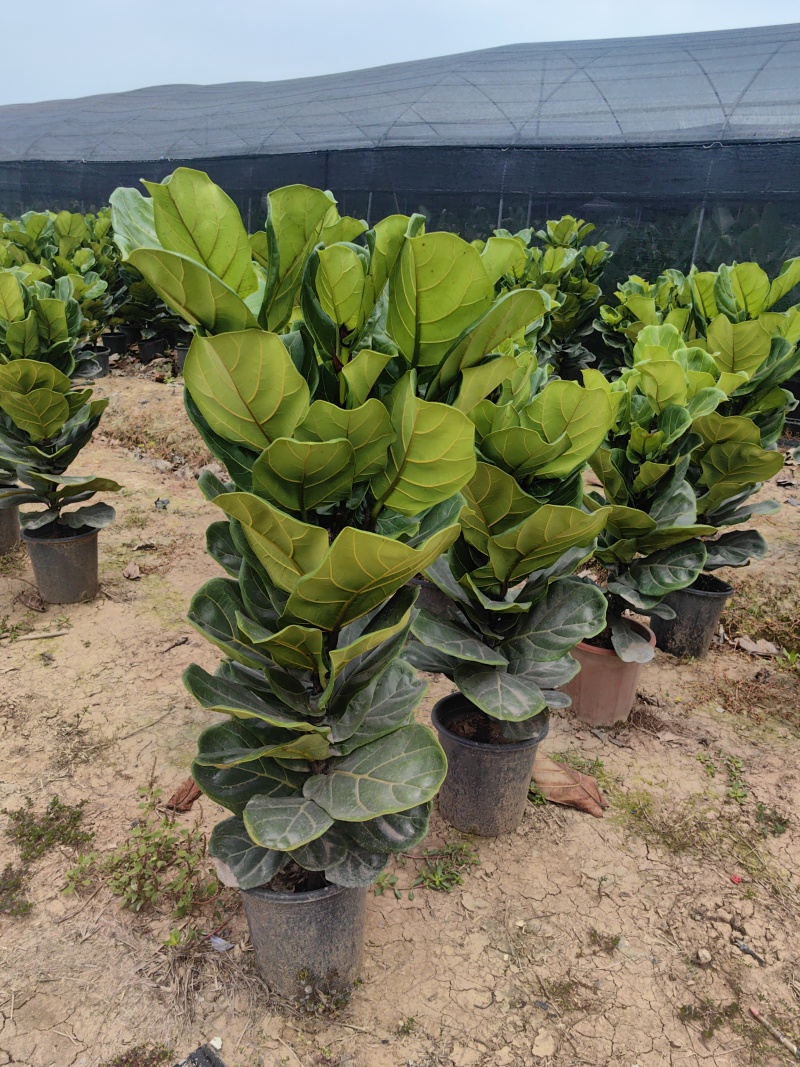 琴叶榕花卉盆景观叶植物琴叶榕庭园观赏绿植