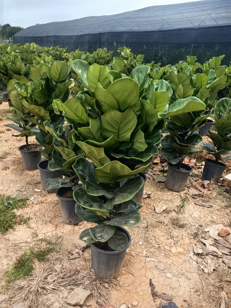 琴叶榕花卉盆景观叶植物琴叶榕庭园观赏绿植