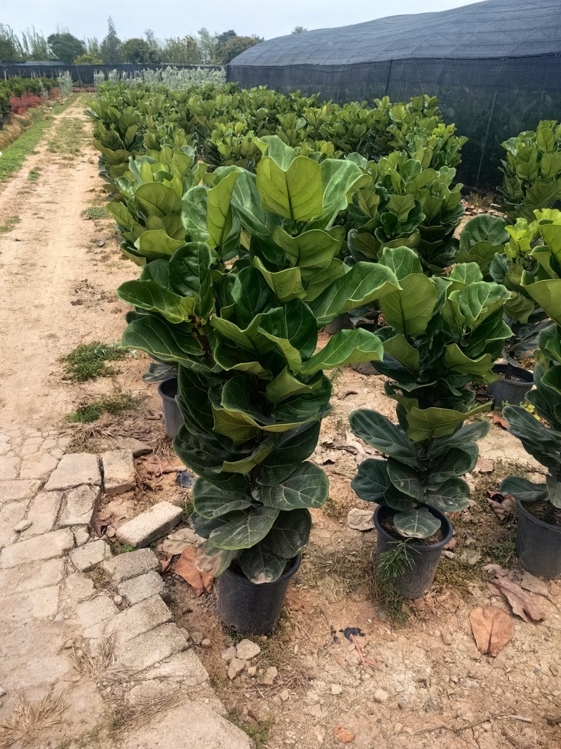 琴叶榕花卉盆景观叶植物琴叶榕庭园观赏绿植