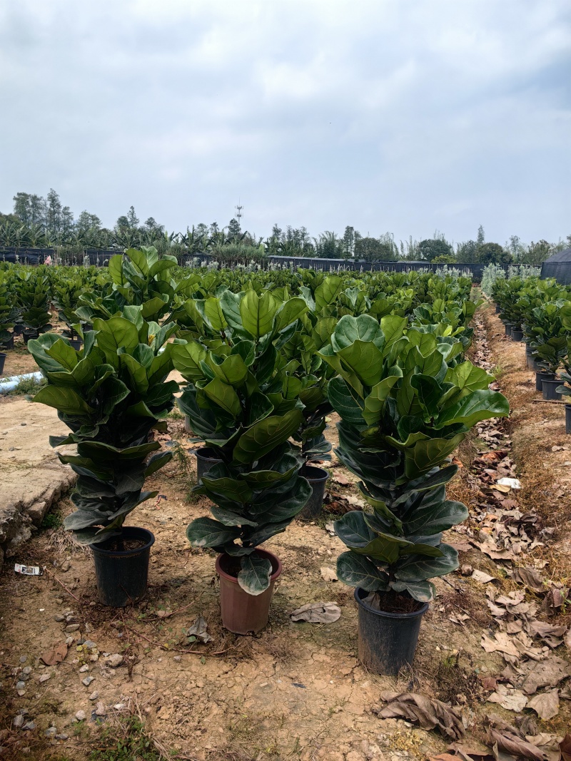 琴叶榕花卉盆景观叶植物琴叶榕庭园观赏绿植