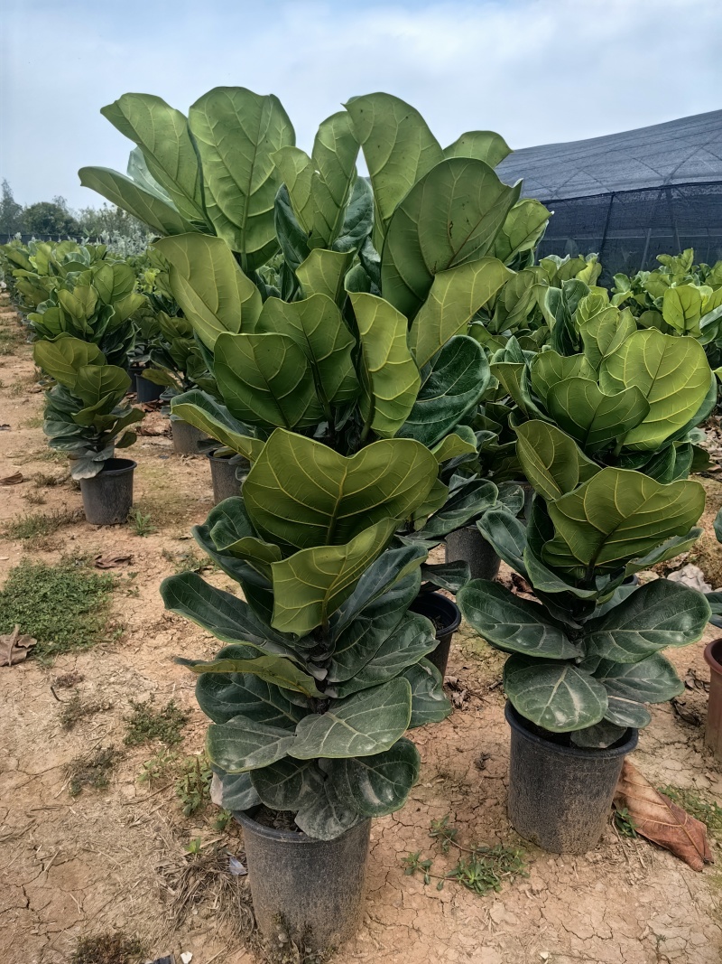 琴叶榕花卉盆景观叶植物琴叶榕庭园观赏绿植