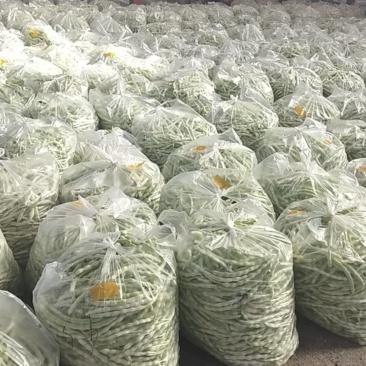 平度芸豆大量上市了