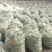 平度芸豆大量上市了