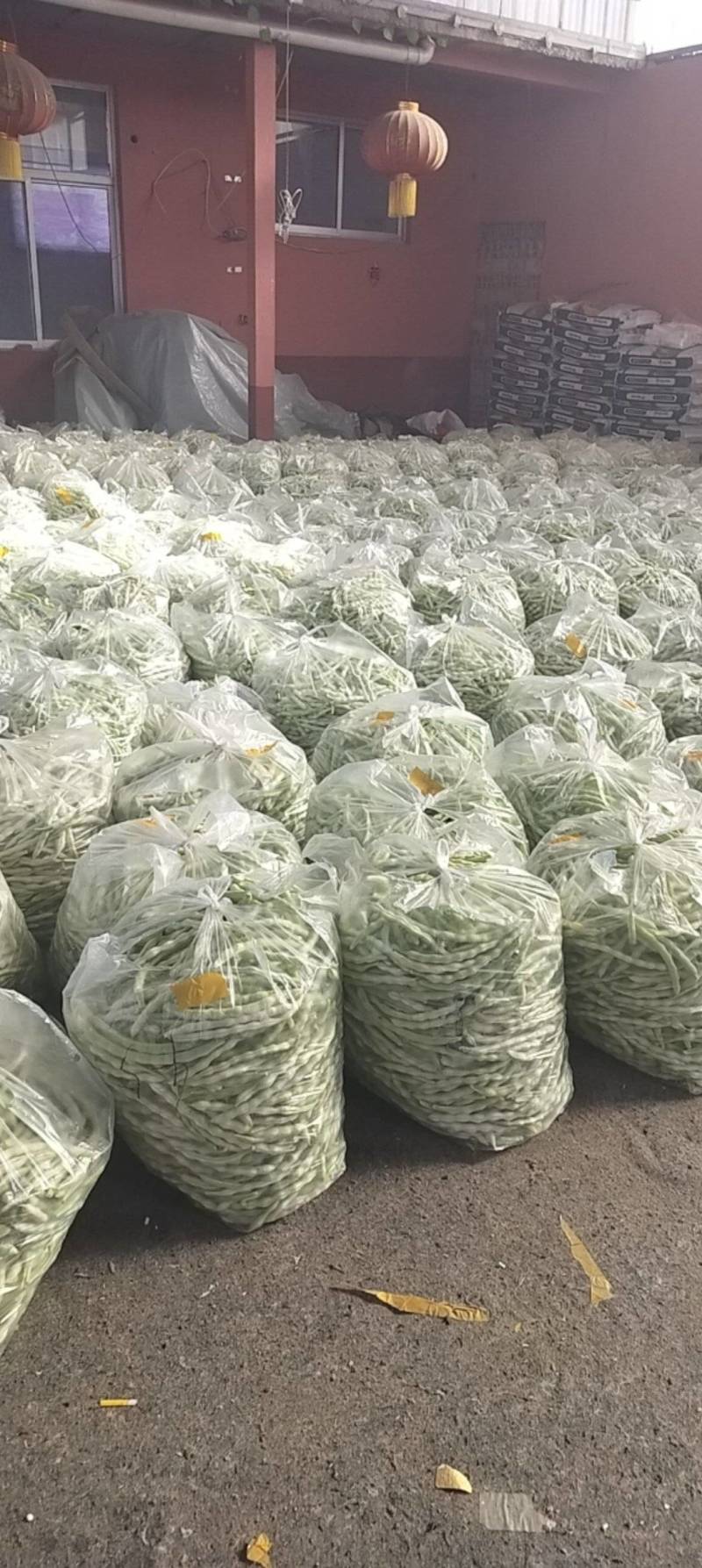平度芸豆大量上市了