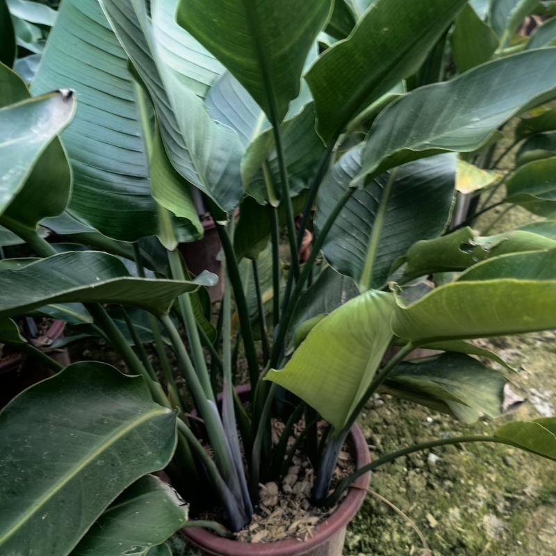 天堂鸟花卉盆景观花植物庭院绿植鹤望兰天堂鸟