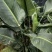 天堂鸟花卉盆景观花植物庭院绿植鹤望兰天堂鸟
