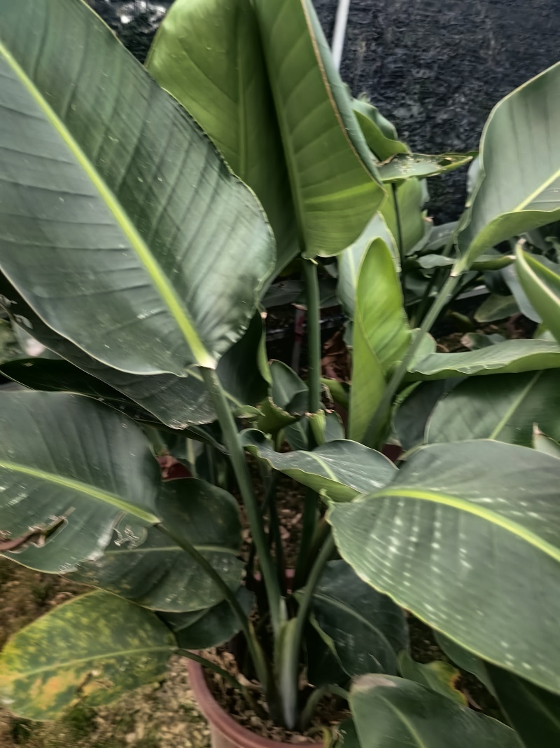 天堂鸟花卉盆景观花植物庭院绿植鹤望兰天堂鸟