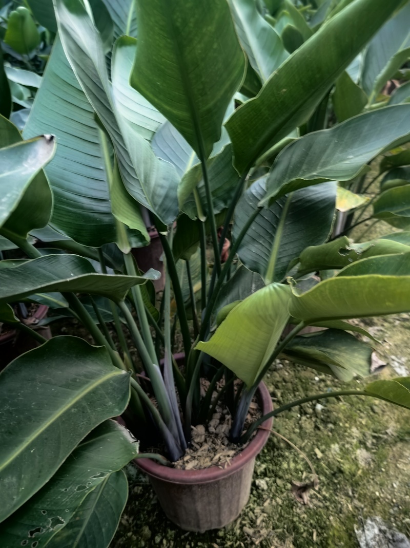 天堂鸟花卉盆景观花植物庭院绿植鹤望兰天堂鸟