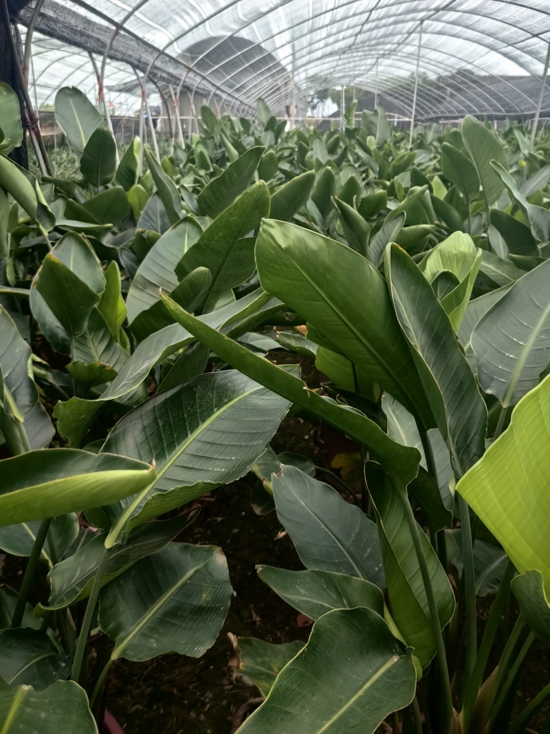 天堂鸟花卉盆景观花植物庭院绿植鹤望兰天堂鸟