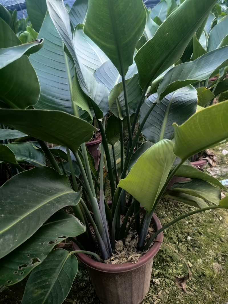 天堂鸟花卉盆景观花植物庭院绿植鹤望兰天堂鸟