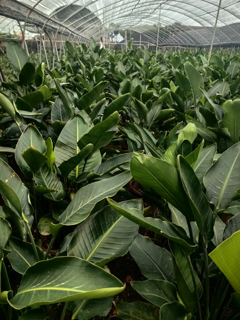 天堂鸟花卉盆景观花植物庭院绿植鹤望兰天堂鸟