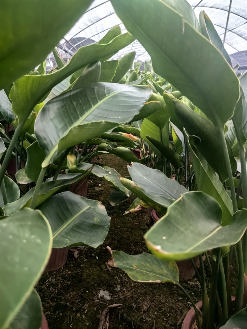 天堂鸟花卉盆景观花植物庭院绿植鹤望兰天堂鸟