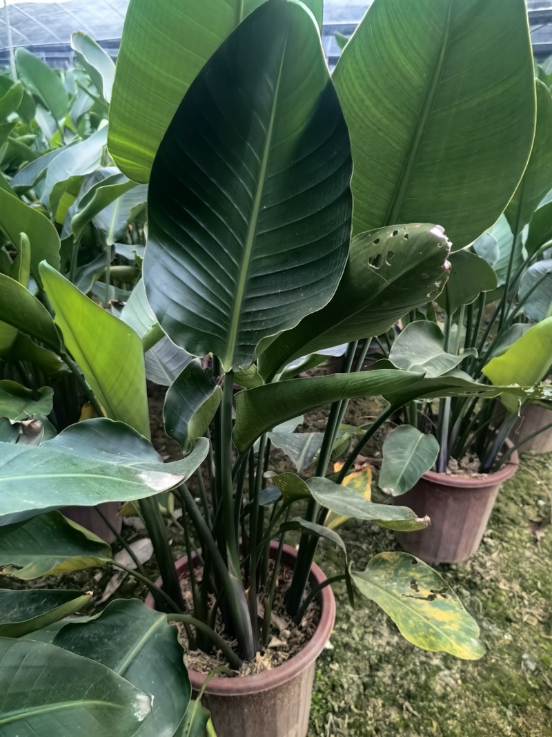 天堂鸟花卉盆景观花植物庭院绿植鹤望兰天堂鸟