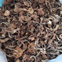 东北榛蘑蘑菇干菌类蘑菇干元蘑干嘎嘎香