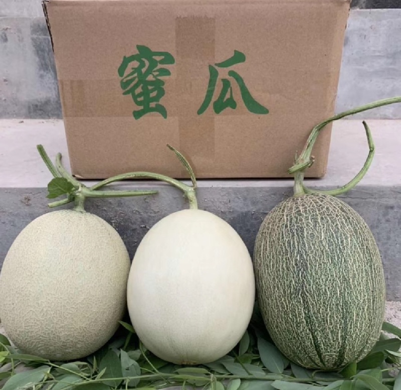 莘县红金蜜东方蜜甜瓜一手货源白皮红肉卖相好瓜香浓郁接直播带货