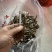 亚香棒虫草