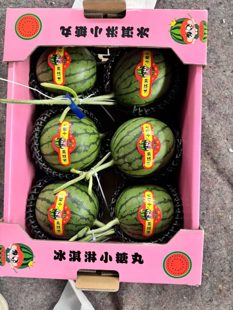 山东小糖丸西瓜早春红玉西瓜全美2k西瓜小吊瓜量大价优