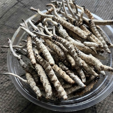 亚香棒虫草