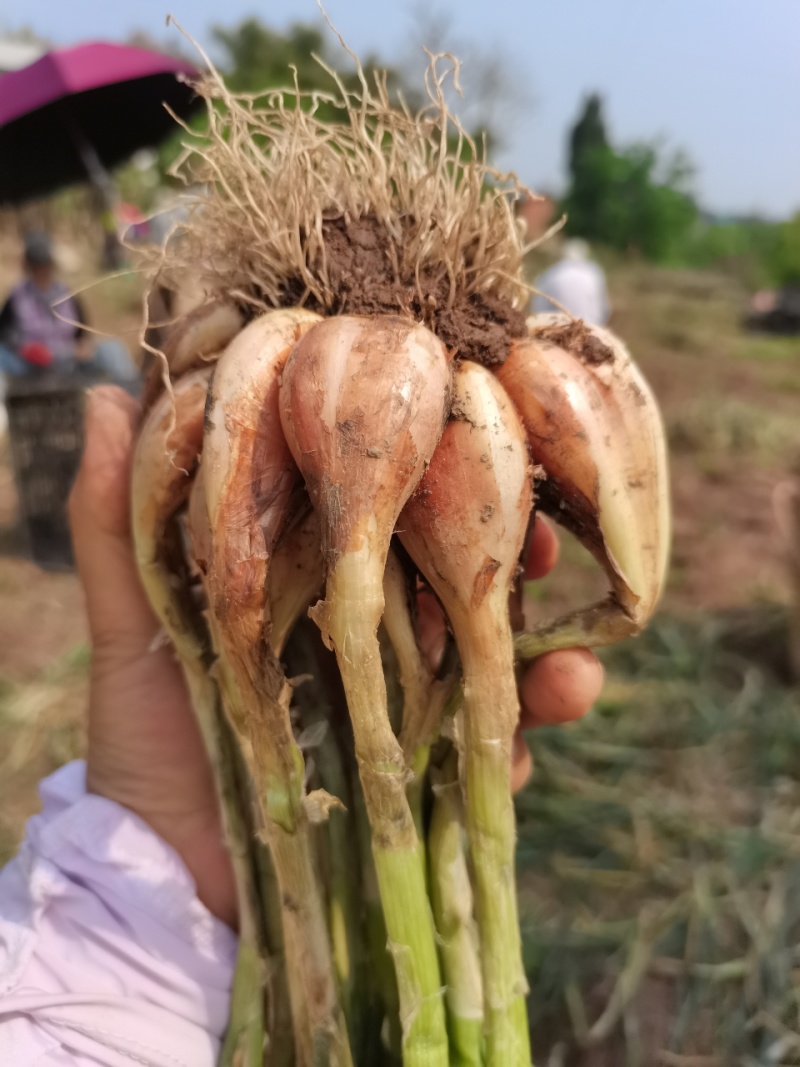 威远葱头新鲜葱头铁杆葱葱苗专用种子