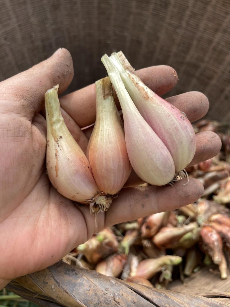 威远葱头新鲜葱头铁杆葱葱苗专用种子