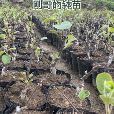 各种猕猴桃苗销售