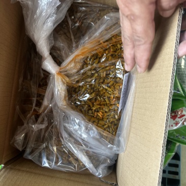 一点红油豆角量大质优基地直销支持视频看货欢迎前来采购