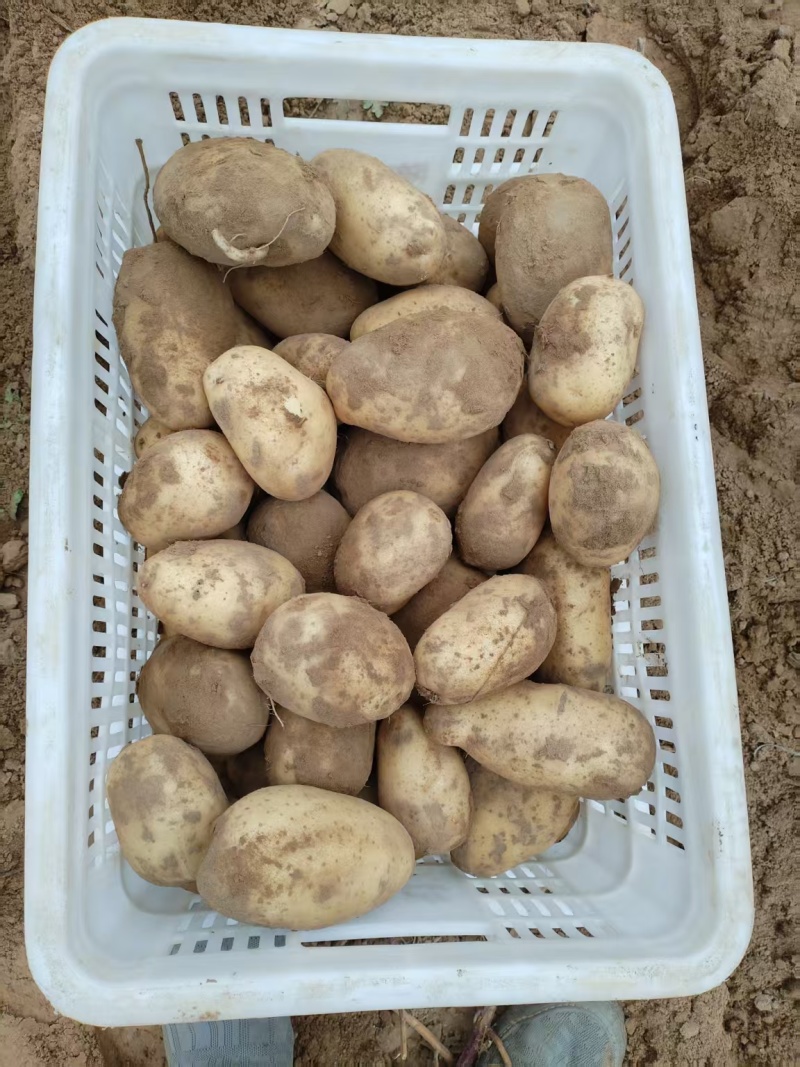 河南土豆沃土五号，产地直发，品质保证，量大从优，欢迎来电