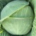 湖北扁包菜奥奇娜基地直供量大从优，供全国客商