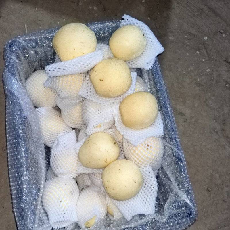皇冠二级果