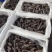 即食海参高刺8-12黄金头数无冰品相利落特价即食海参