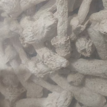 干竹荪20斤起