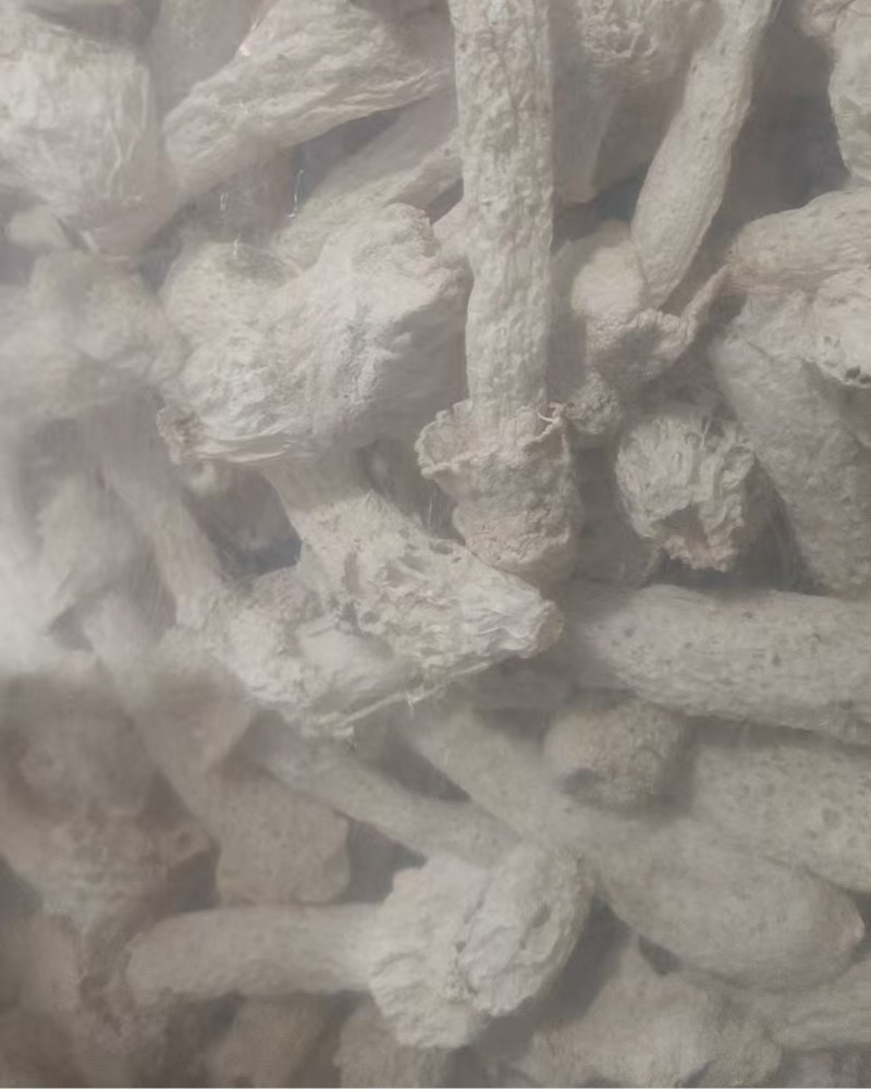 干竹荪20斤起