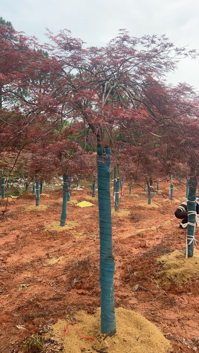 奉新县邹家苗圃基地供应大小羽毛枫，品质保障诚信经营（羽毛枫