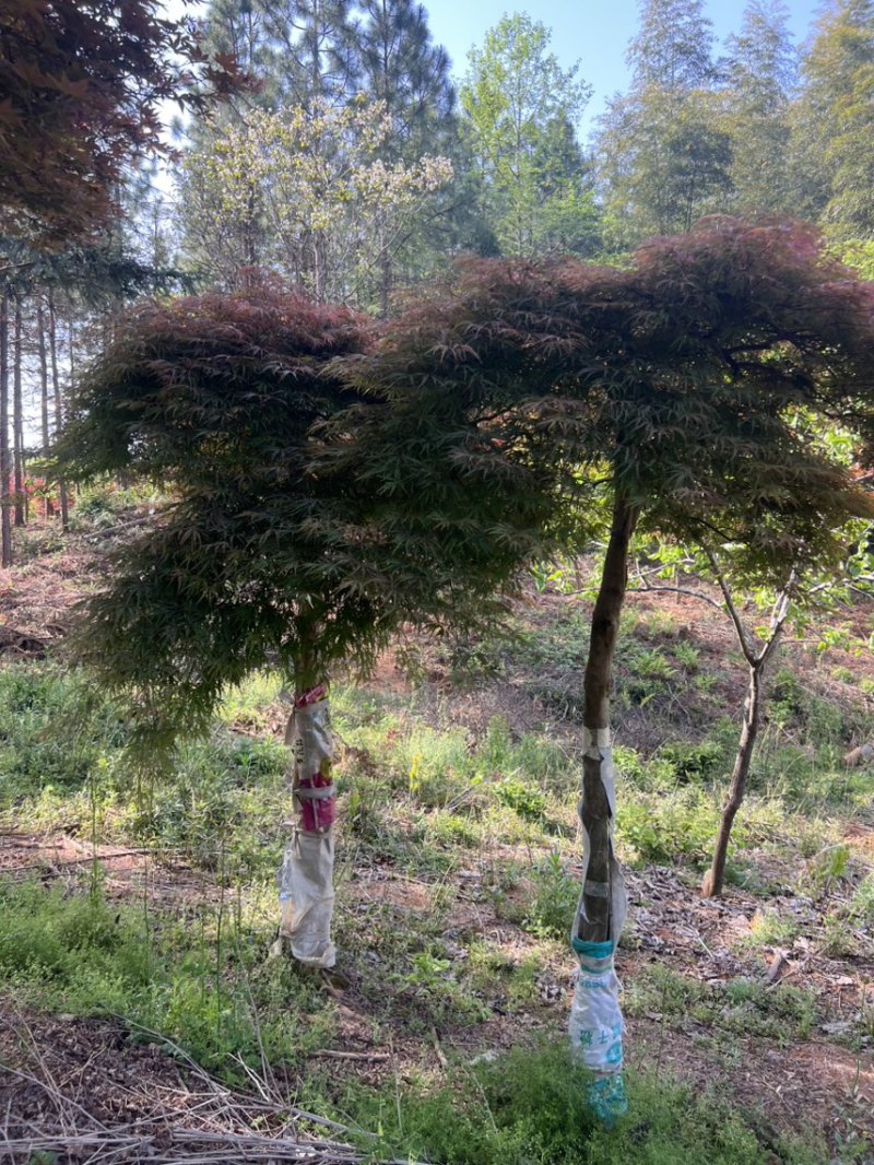 奉新县邹家苗圃基地供应大小羽毛枫，品质保障诚信经营（羽毛枫