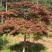 奉新县邹家苗圃基地供应大小羽毛枫，品质保障诚信经营（羽毛枫