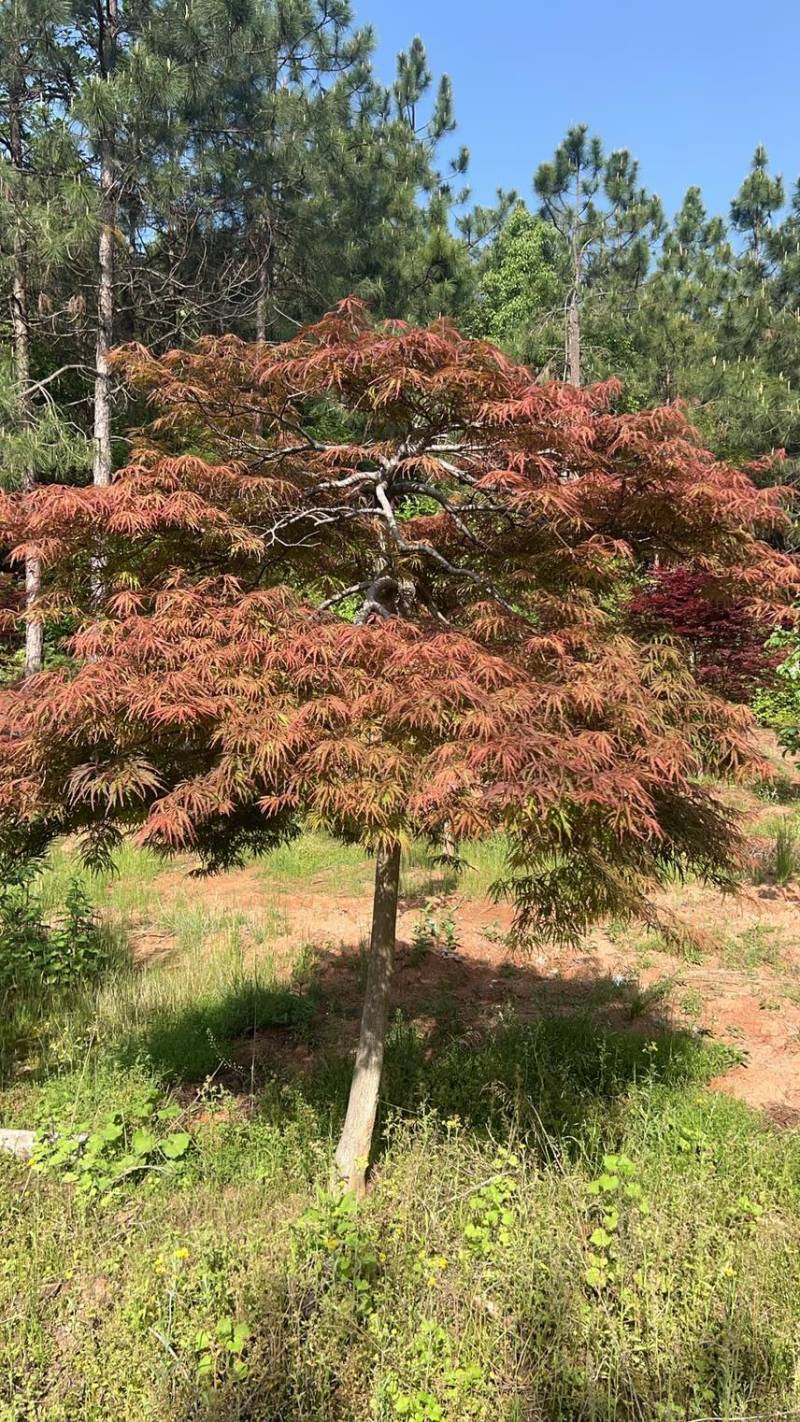 奉新县邹家苗圃基地供应大小羽毛枫，品质保障诚信经营（羽毛枫