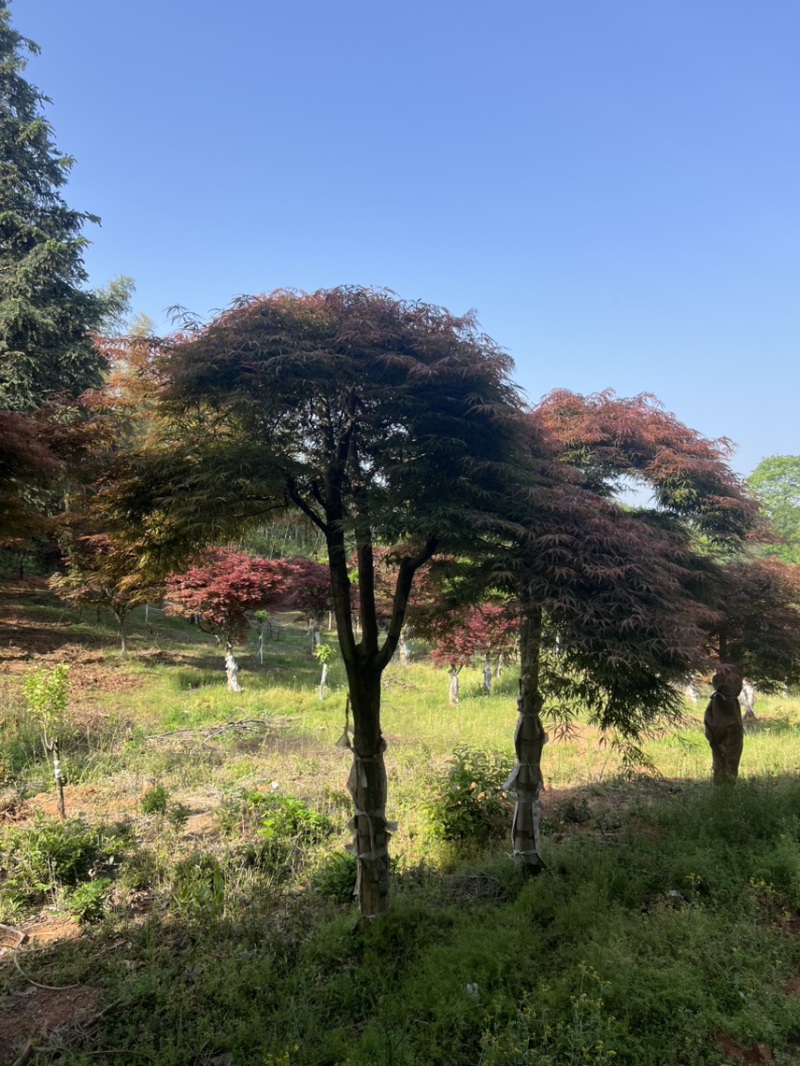 奉新县邹家苗圃基地供应大小羽毛枫，品质保障诚信经营（羽毛枫