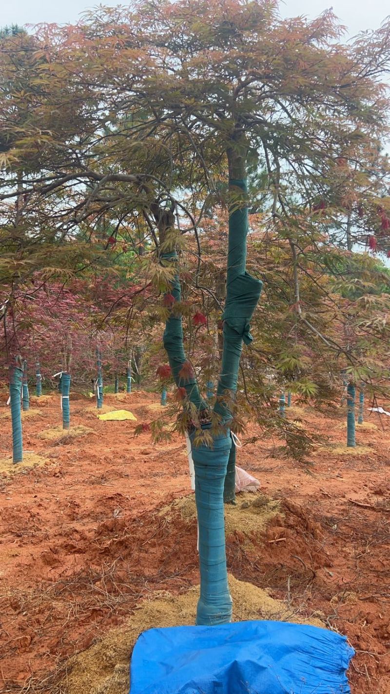 奉新县邹家苗圃基地供应大小羽毛枫，品质保障诚信经营（羽毛枫