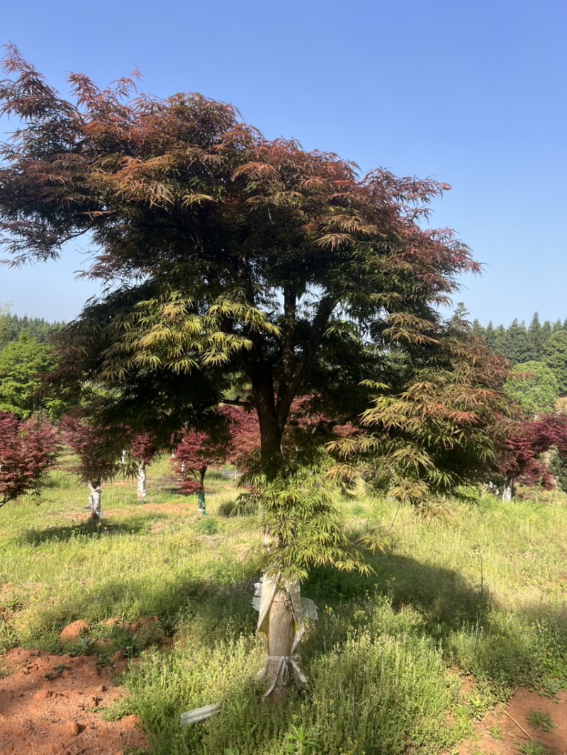 奉新县邹家苗圃基地供应大小羽毛枫，品质保障诚信经营（羽毛枫