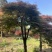 奉新县邹家苗圃基地供应大小羽毛枫，品质保障诚信经营（羽毛枫
