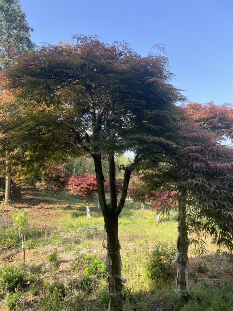 奉新县邹家苗圃基地供应大小羽毛枫，品质保障诚信经营（羽毛枫