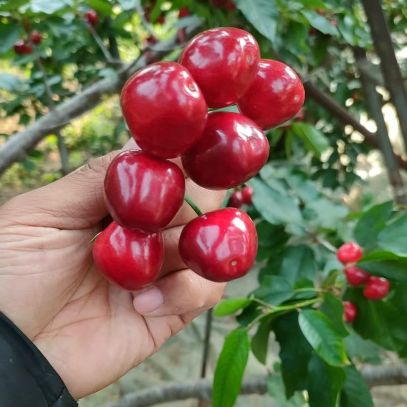 山东大樱桃特大美早新鲜采摘人工甄选原产地发货整箱发货