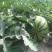 夏宝西瓜，山西运城夏县，小薄皮大红瓤，头茬无籽